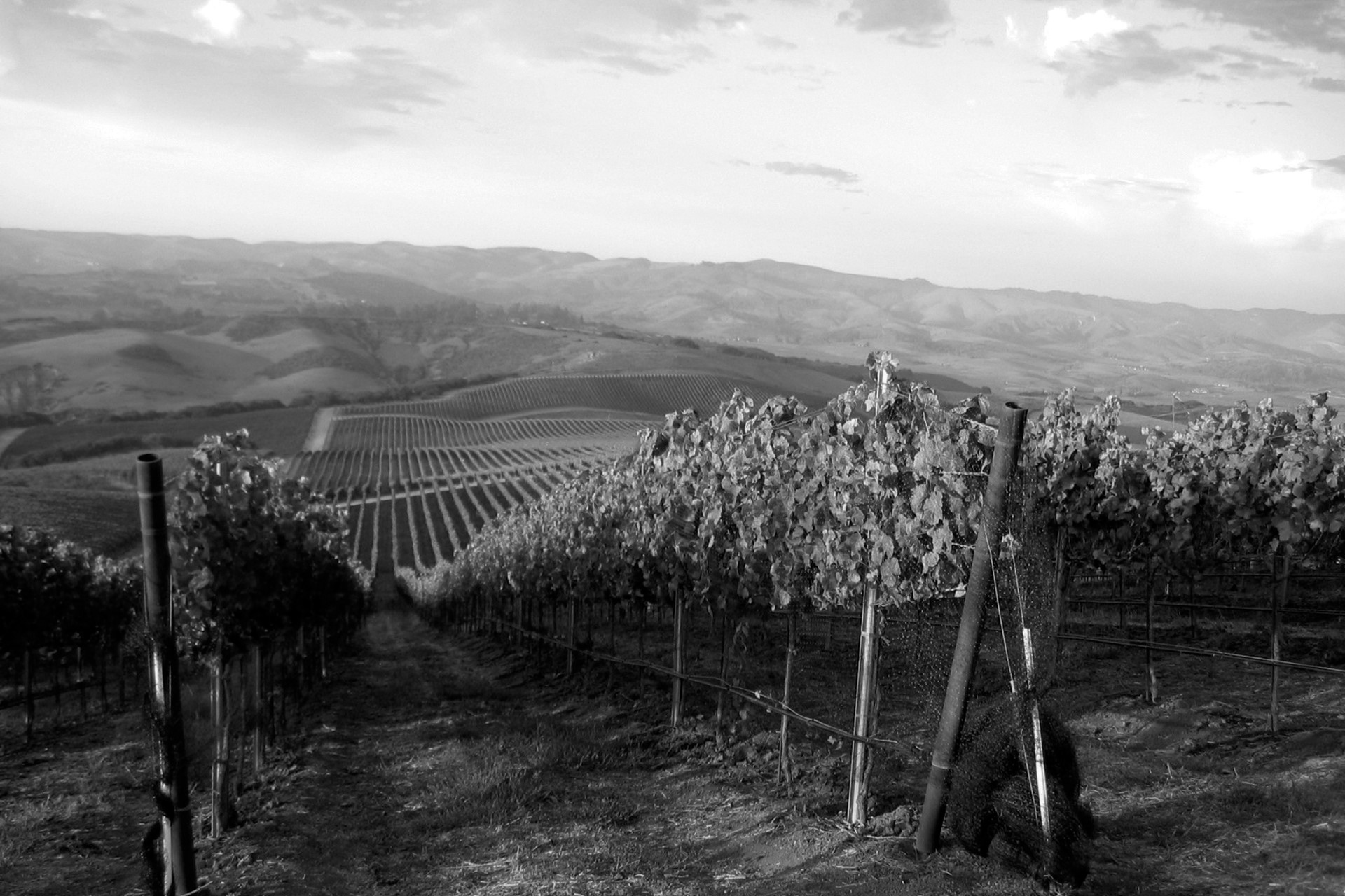 Vineyard hero homepage 1920x1280 1